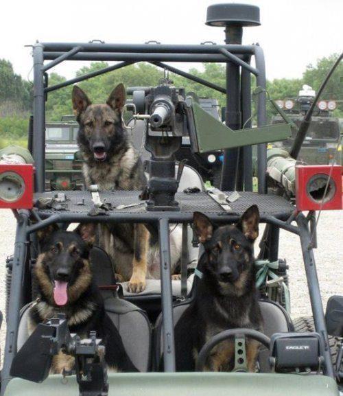 dogs-of-war