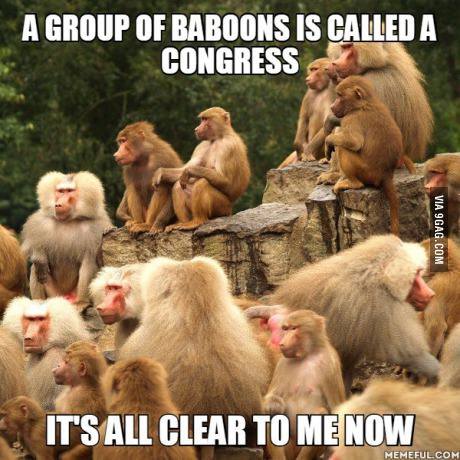 a-group-of-baboons-is-called-a-congress