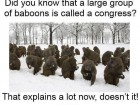Did You Know That a Large Group of Baboons is Called a Congress?