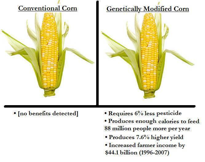 conventional-corn-vs-genetically-modified-corn