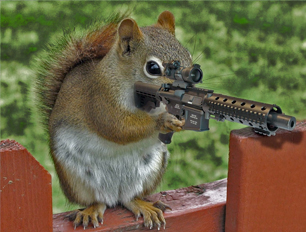 squirrel-with-ar-with-barrell-shroud
