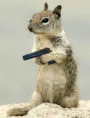 squirrel-with-handgun