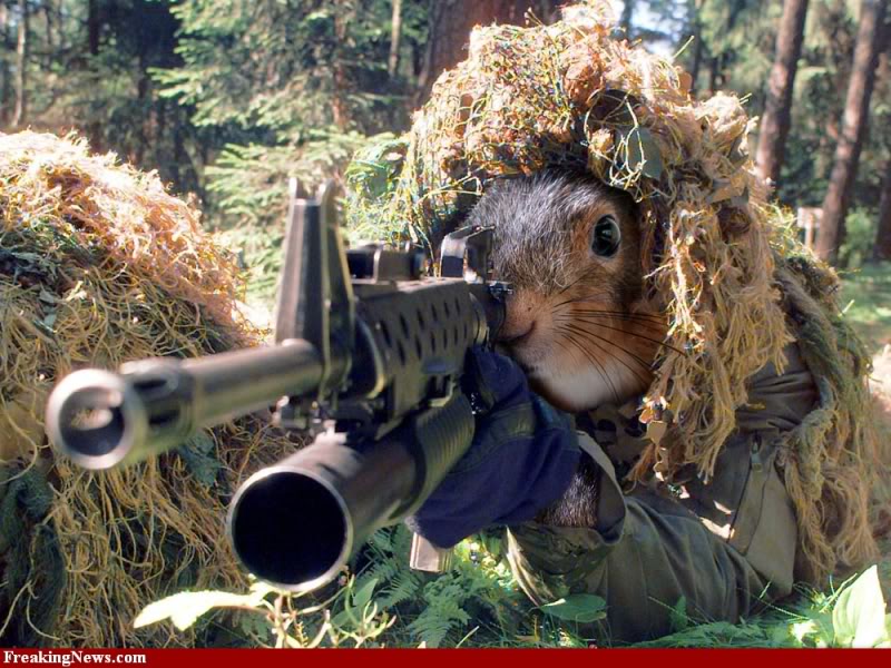 squirrel-with-m16-and-m203