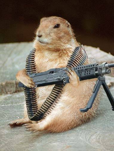 squirrel-with-machine-gun