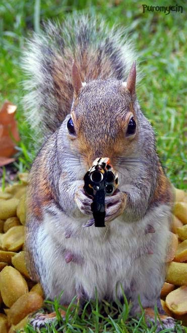 squirrel-with-revolver