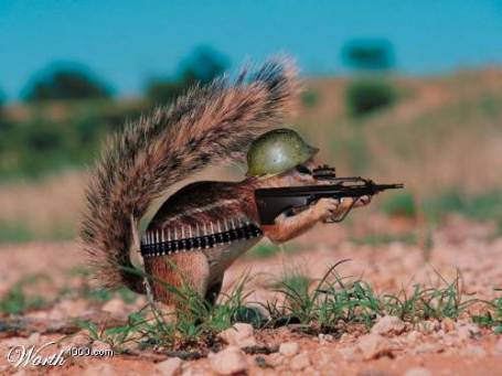 squirrel-with-steyr-aug