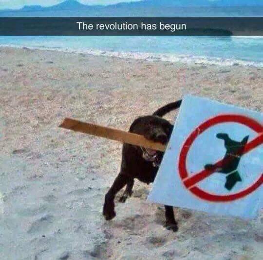 the-revolution-has-begun