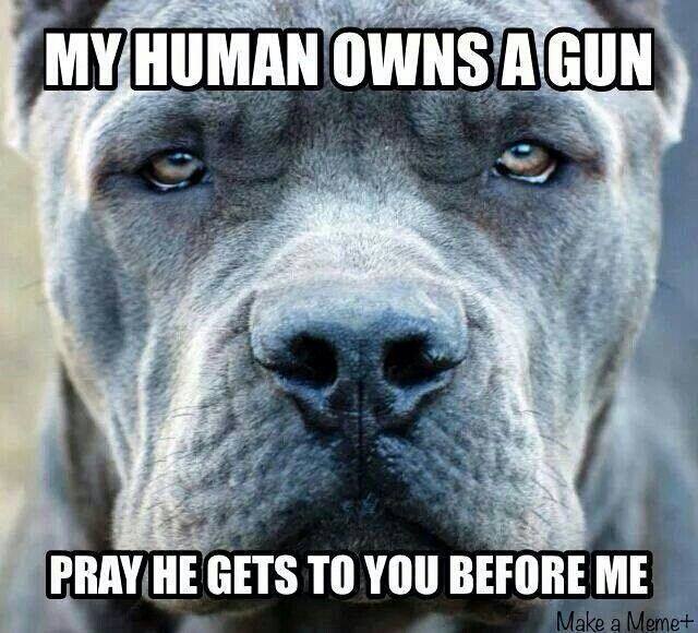 my-human-owns-a-gun-pray-he-gets-to-you-before-me