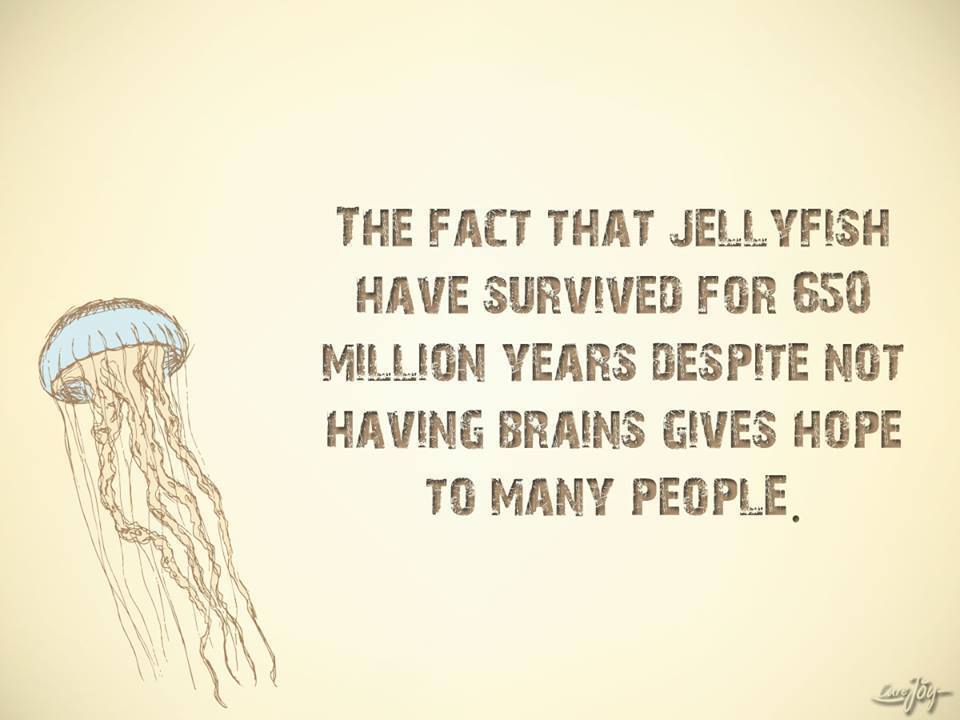 the-fact-that-jellyfish-have-survived-for-650-million-years-despite-not-having-brains-gives-hope-to-many-people